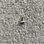 Knitmaster SRP 60N Ribber auxiliary peice SCREW